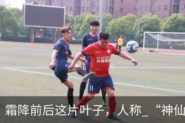 霜降前后这片叶子，人称 “神仙叶”！晒干熬汤泡水喝，润肺疏肝！